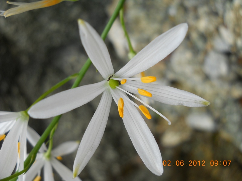 Anthericum liliago / Lilioasfodelo maggiore